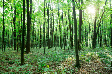Fototapeta premium green Forest trees. nature green wood sunlight backgrounds