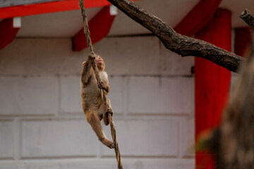 Fototapeta premium Little monkey climbing a rope in the city or zoo