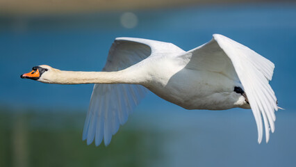 Obraz premium swan in flight