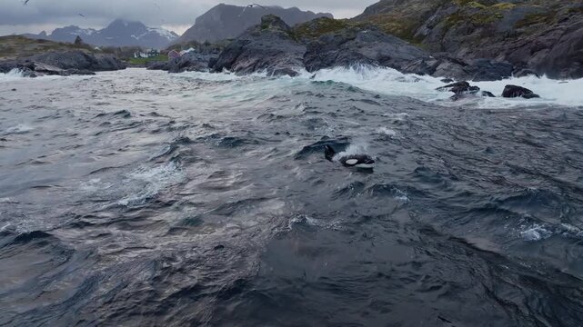 Pod of orcas swimming along rocky coastal shoreline under overcast sky