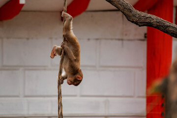 Fototapeta premium Little monkey climbing a rope in the city or zoo