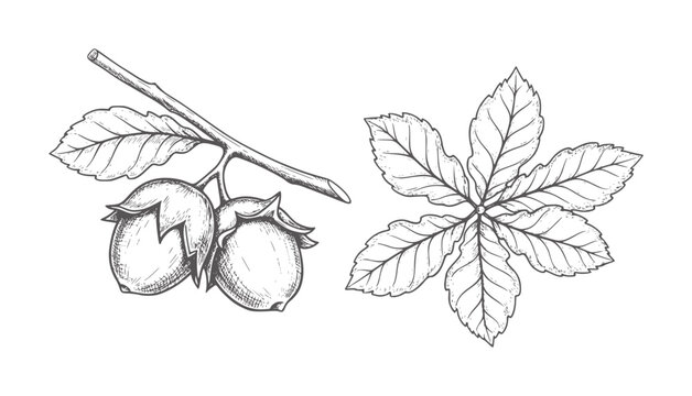Hand drawn botanical of hazelnuts branch and chestnut leaf