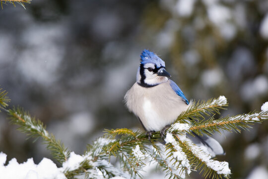 01288-05403 Blue Jay (Cyanocitta cristata) in fir tree in winter, Marion Co., IL
