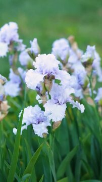 Bearded Iris (Iris germanica) blooming with soft blue and white petals in a garden
