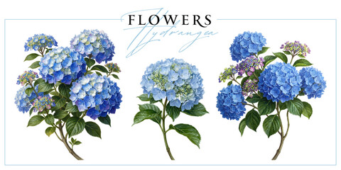 Obraz premium Blue hydrangea flowers isolated on a white background. Vintage painting style illustration.