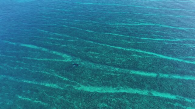 Aerial view of a manta ray swimming over vibrant coral reefs in the clear turquoise waters of the Indian Ocean near Naavaidhoo, Haa Dhaalu City, Maldives.