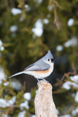 01298-03611 Tufted Titmouse (Baeolophus bicolor) in winter.  Marion Co. IL © Daybreak Imagery
