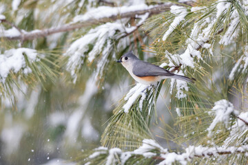 01298-03619 Tufted Titmouse (Baeolophus bicolor) in pine tree in winter snow Marion Co. IL © Daybreak Imagery