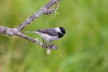 01299-03719 Carolina Chickadee (Poecile carolinensis) Kendall Co. TX © Daybreak Imagery