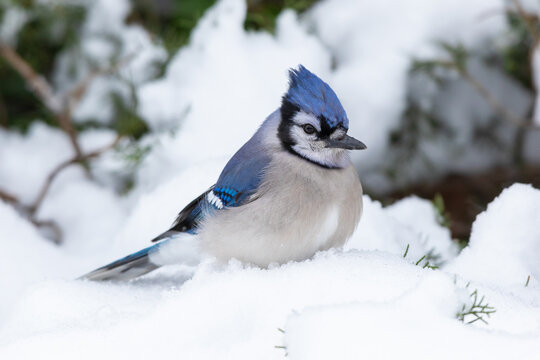 01288-05901 Blue Jay (Cyanocitta cristata) in Juniper Tree in winter Marion Co. IL