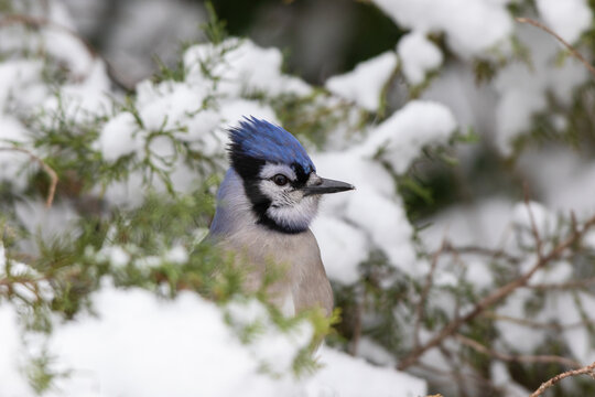 01288-05904 Blue Jay (Cyanocitta cristata) in Juniper Tree in winter Marion Co. IL