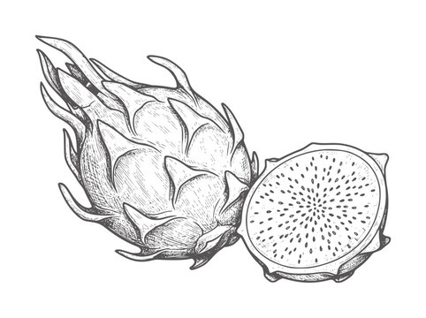 Hand drawn of a whole and halved dragon fruit with black seeds dragonfruit pitaya