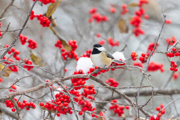 01299-03807 Carolina Chickadee (Poecile carolinensis) in Common Winterberry bush (Ilex verticillata) in winter Marion Co.  IL © Daybreak Imagery