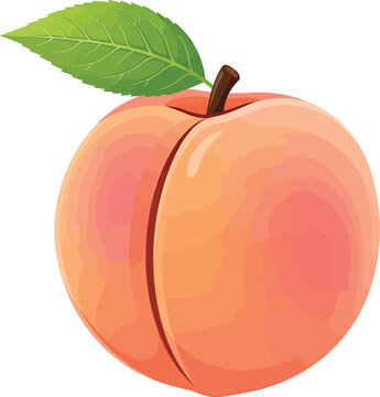 Single fresh peach fruit with green leaf stone fruit delicious ingredient nutrition vegetarian botanical isolated background illustration agriculture healthy food