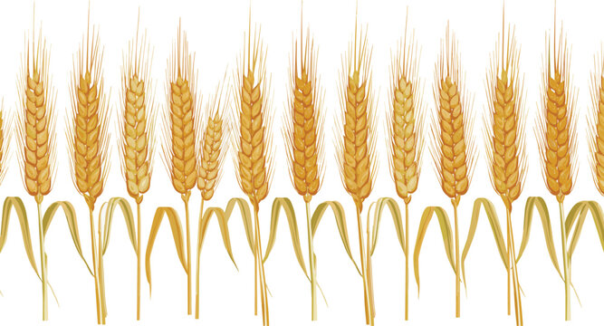 Isolated on Harvest horizontal pattern. Wheat, rye or barley field vector illustration on white background