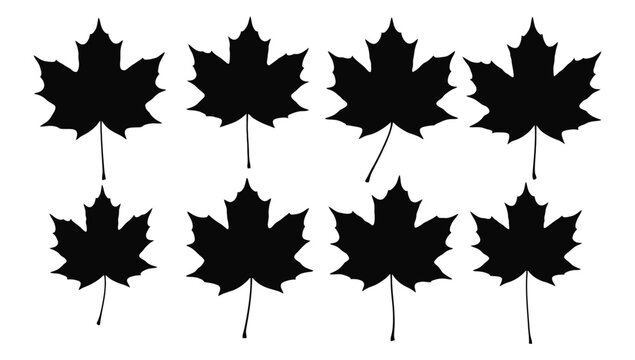 Maple leaf silhouettes on a white background simple botanical shapes