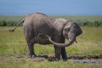 Fototapeta premium African bush elephant blows mud over side