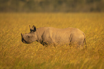 Black rhino calf stands in tall grass © Nick Dale