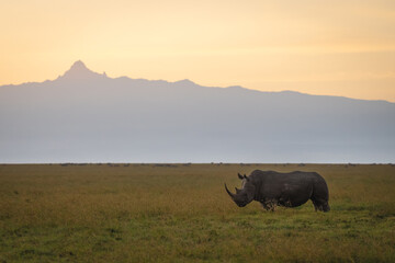 Black rhino on plain below Mount Kenya © Nick Dale