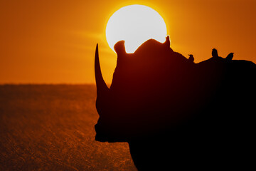 Black rhino standing silhouetted against rising sun © Nick Dale