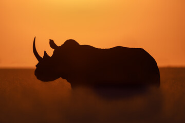 Black rhino stands silhouetted in tall grass © Nick Dale
