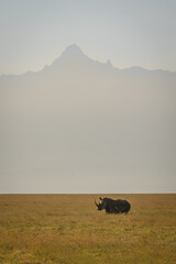 Black rhino on plain beneath Mount Kenya © Nick Dale