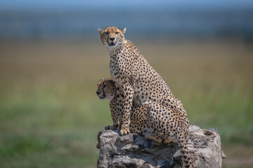 Cheetah brothers sitting and lying on cairn © Nick Dale