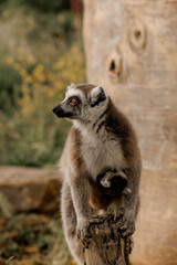 Fototapeta premium Mother lemur carrying her little kid