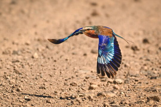 Lilac-breasted roller flies throwing shadow on track