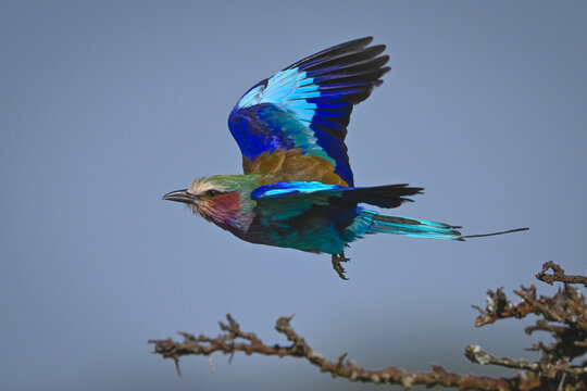 Lilac-breasted roller flying over bush in sunshine
