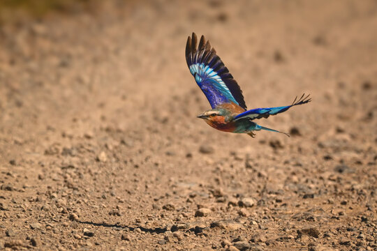 Lilac-breasted roller flies casting shadow on track