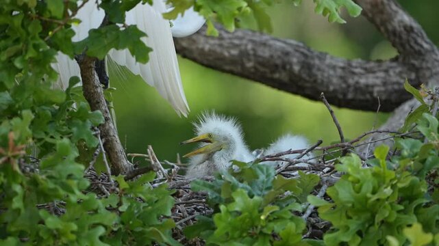 Beautiful cute great egret chicks playful in their nest in the spring