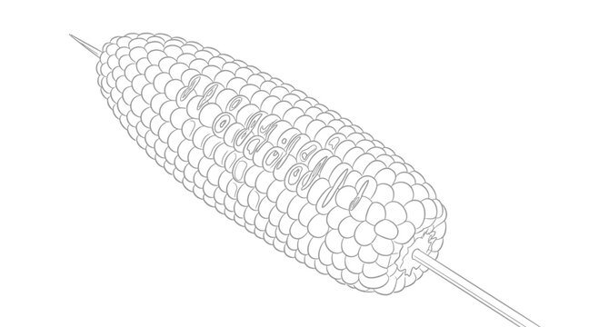 A detailed line art illustration of a single ear of corn on a skewer.