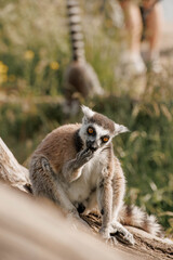 Fototapeta premium Ring-tailed lemur sits s on a branch in a natural setting. The lemur has distinctive black and white facial markings and a long striped tail