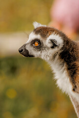 Fototapeta premium Close-up of a lemur looking away. In the background is a green blurred natural background.