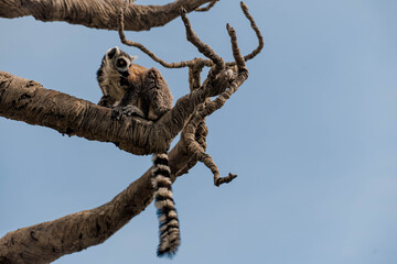 Fototapeta premium Ring-tailed lemur stands on a branch in a natural setting. The lemur has distinctive black and white facial markings and a long striped tail