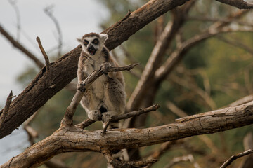 Fototapeta premium Ring-tailed lemur stands on a branch in a natural setting. The lemur has distinctive black and white facial markings and a long striped tail