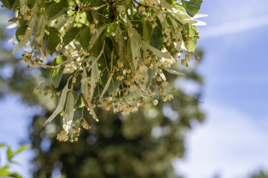 Gros plan sur une branche de tilleul en fleurs