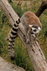 Fototapeta premium Ring-tailed lemur stands on a branch in a natural setting. The lemur has distinctive black and white facial markings and a long striped tail