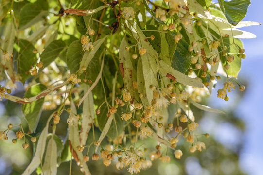 Gros plan sur une branche de tilleul en fleurs