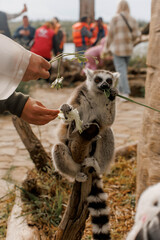 Fototapeta premium Ring-tailed hungry and friendly lemur eating treats at the zoo