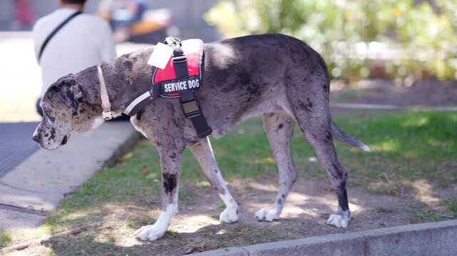 Beautiful merle great dane service dog wearing a red vest walking in a public park. Another small bulldog rests on the grass behind