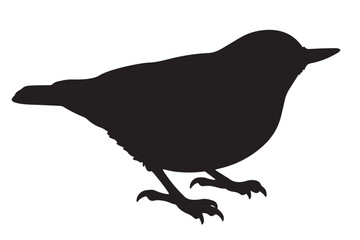 Fototapeta premium Dark-Eyed Junco Bird Black Silhouette Isolated Vector Graphic Asset