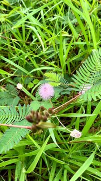 Mimosa pudica or shameplant is often grown for its curiosity value. The compound leaves fold inward and droop when touched or shaken, defending themselves from harm, and re-open a few minutes later.