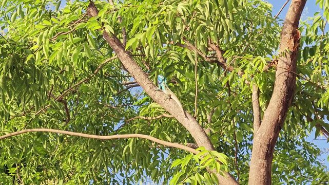 Horizontal video of lizard climbing tree branch and nodding head. Perfect for nature, wildlife, and educational footage themes.