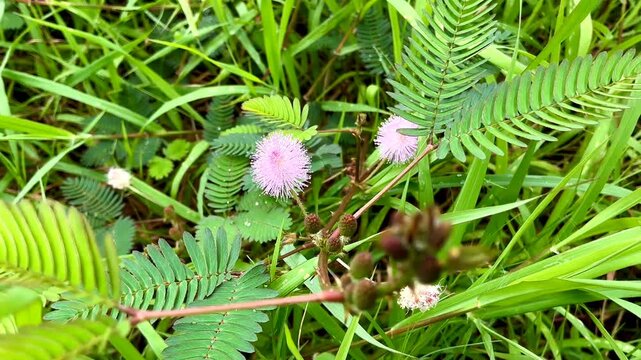 Mimosa pudica or shameplant is often grown for its curiosity value. The compound leaves fold inward and droop when touched or shaken, defending themselves from harm, and re-open a few minutes later.