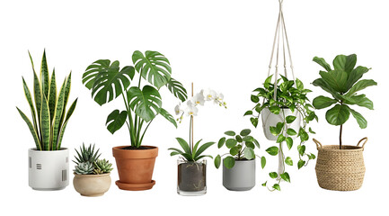 Obraz premium Collection of various potted indoor plants including snake plant, monstera, orchid, and fiddle leaf fig