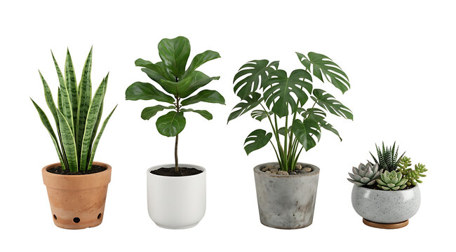 Collection of Four Potted Houseplants Snake Plant, Fiddle Leaf Fig, Monstera, and Succulents
