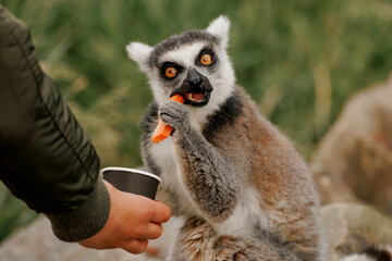 Naklejka premium Ring-tailed lemur interacts with a person holding a cup. The lemur has gray fur with black and white markings. The person is wearing a green jacket
