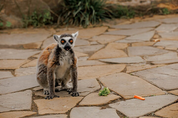 Naklejka premium Ring-tailed lemur.The lemur has gray fur with black and white markings